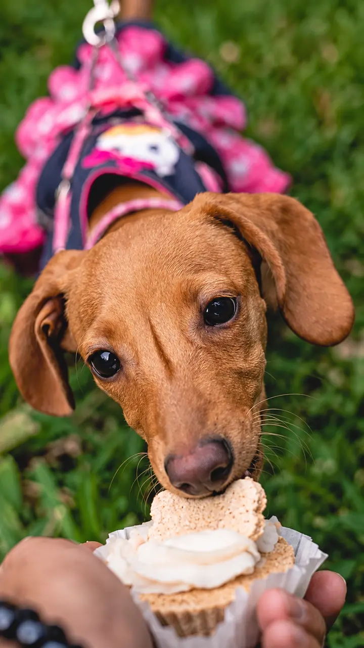 Cachorro segurando um petisco enquanto está ao ar livre